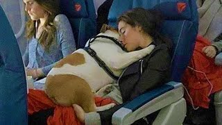 Surprising Ways Your Dogs Say “I Love You”  Cute Dog Show Love To Their Human [upl. by Forsta]