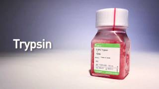 Trypsin by gibco® [upl. by Jaeger]