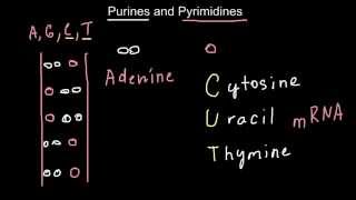 Mnemonic technics to memorize the difference between Purines and Pyrimidines [upl. by Eiramac]