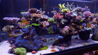 The Best Reef in Australia  Evan Luos Glorious SPS Aquarium [upl. by Karleen]