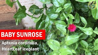 Baby Sunrose plant care and Propagation from cuttings  Aptenia cordifolia heartleaf iceplant [upl. by Nairim]