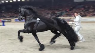 Who is the best at this event Wytse 462 Tsjalle 454 Pier 448 or 1 of the others Friesian horses [upl. by Aihseket922]