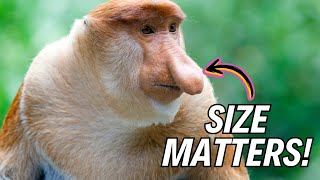 🐵 Meet the Proboscis Monkey 10 Crazy Facts You Won’t Believe [upl. by Ylagam341]