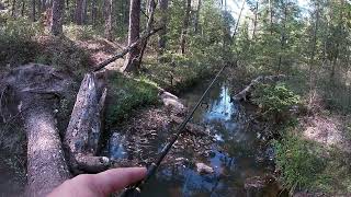 Adventures at Boykin Springs [upl. by Koblas679]