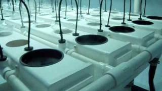 Duecrew 7500  hydroponic system  fogponics  grow room [upl. by Chester181]