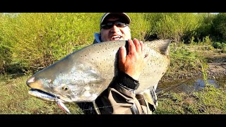 El salmón Chinook más grande jamás pescado por mi con un equipo UL 😱🤯😱🤯 [upl. by Avik]