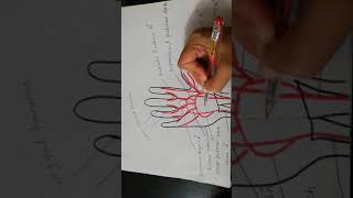 Deep palmar arch formationrelations branches and surface marking [upl. by Aihsar193]