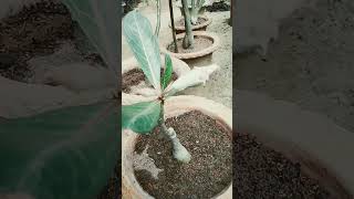 adenium flower plant shorts adeniumlover adeniumcare trends virals flowers blooming [upl. by Nallad]