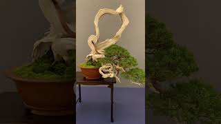 Bonsai trees at a show spain bonsai tree bonsaitree [upl. by Acisey]