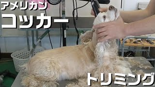 【トリミング】５倍速でわかる！アメリカン・コッカー・スパニエルのトリミング【２９６時間目】  5XspeedTrimming for American Cocker Spaniel [upl. by Notniv]