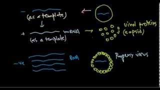 9 Replication of negative stranded RNA virus [upl. by Starlene625]