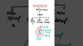 Pericarp or Fruit wall or Ovary wallEpicarp Mesocarp Endocarp biologyshort [upl. by Itnaihc]