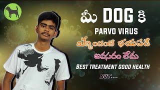 parvo virus వస్తే భయపడే అవసరం లేదు  parvo virus Best treatment in Telugu  Rottweiler training [upl. by Greyso277]