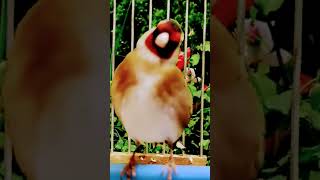 The Shocking Truth About Goldfinch Song You Wont Believe [upl. by Retse]