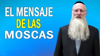 El Mensaje de las Moscas [upl. by Windham180]