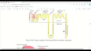 nephrology  functioning anatomy and physiology of the kidney [upl. by Ibmab530]