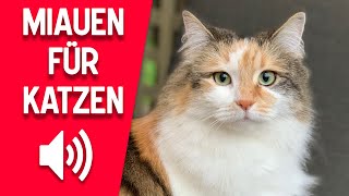 miauende katze sound um die Katzen anzulocken [upl. by Arabella103]