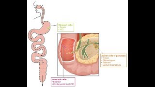 Lipase the Digestive Enzyme that Fights Major Diseases [upl. by Guise997]