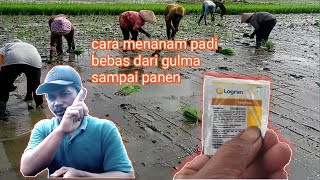 CARA MENANAM PADI AGAR TIDAK DITUMBUHI RUMPUT Bebas matun sawah [upl. by Nilkcaj]