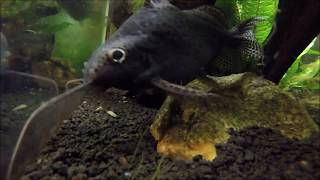 African Featherfin Squeaker Catfish Synodontis eupterus [upl. by Forrester]