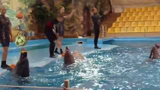 Kharkov Dolphinarium quotNemoquot  Харьковский дельфинарий quotНемоquot [upl. by Aramaj]