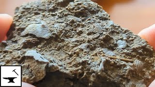 Permian Kansas Fossils [upl. by Naig]