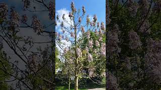 chinesischer Blauglockenbaum Paulownia tomentosa  Gartenexpedition invasiveplants paulownia [upl. by Socher]