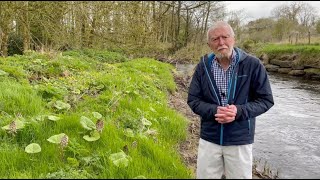 Butterbur with John Feehan in April part of the Wildflowers of Offaly series [upl. by Hermie]