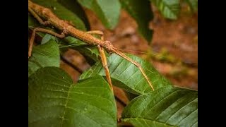 Bicho pau 🦗 Phasmatodea [upl. by Eceertal323]