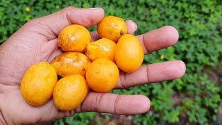 Cajazinho ou tapereba uma fruta maravilhosa no interior do Maranhão [upl. by Amerak823]