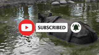 Rhino farts in Zoo Dierenrijk Mierlo [upl. by Ihc]