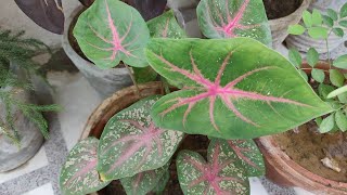 How To Grow amp Care Caladium Plant in Pots  Caladium Plant Care  The Right Gardening [upl. by Berkman]