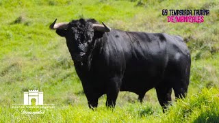 MANIZALES 2024  1era corrida  Ganadera de Dos Gutiérrez y toros para la 1era corrida de feria [upl. by Feldt]