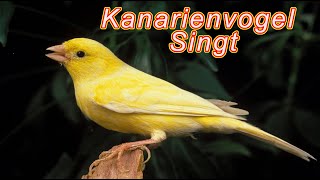 Kanarienvogel Singt  Der beste Weg Ihren eigenen Kanarienvögeln das Singen beizubringen [upl. by Carhart475]