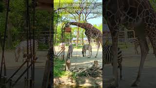 キリンとシマウマが仲良く過ごす穏やかな時間に癒される Shorts yagiyamazoo 八木山動物公園 きりん [upl. by Newby39]