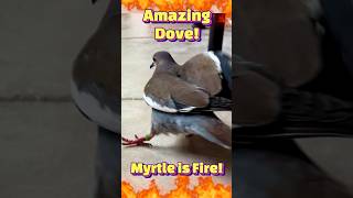 💪🕊️This DOVE is a POWERHOUSE Highlights of Myrtle dove pigeon dovebird funnybird petbird [upl. by Leiria]