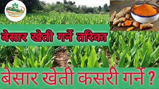 बेसार खेती कसरी गर्ने   Commercial cultivation of Turmeric in Nepal  हलेदोको खेति  AgriNepal [upl. by Aremat]