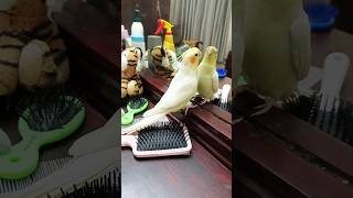 Milos Melodic Moments Dibi Dibi Do amp Cookie Cookie Tunes  Cockatiels Craze🥰🎶🦜 cockatielscraze [upl. by Yrbua689]