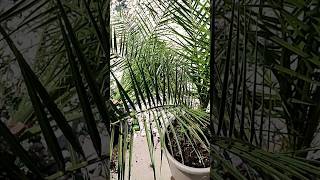 Palme richtig umtopfen DIY Tutorial Phoenix canariensis Kanarische Dattelpalme 🌴 pflanzen Substrat [upl. by Aihtekal]