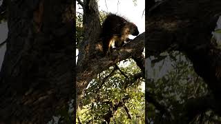 Porcupine Came to Visit porcupine texas [upl. by Tebasile]