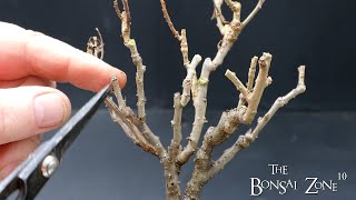 Silver Maples and a Nightshade Vine The Bonsai Zone Jan 2023 [upl. by Ebag973]