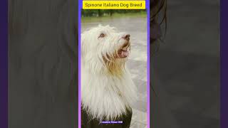 Spinone Italiano Dog Breed 🐕  shorts doglover dog youtube trending [upl. by Annayoj]