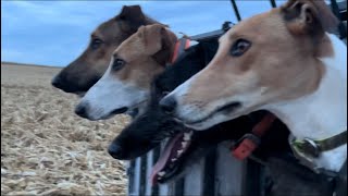 Coyote Hunting With Greyhounds in Iowa 5 Coyote day [upl. by Coulson]