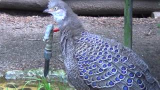 grey peacock pheasant [upl. by Tedra]