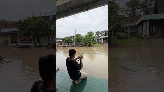 Mancing Saat Banjir Dapat Ikan Lele Ukuran Monster lele banjir lelemonster mancing menemukan [upl. by Jeavons]