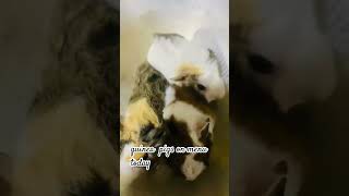 cooking my guinea Pigs Pls like Share N Subscribe pets guineapig cute new [upl. by Elok]