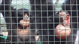 Gibbon Monkey Siamang Geschrei mit Kehllauten Screaming Singing [upl. by Ahsienod]