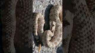 🐍●¹⁶ Sidewinder Horned Rattlesnake Crotalus cerastes  Observed in Description [upl. by Immak]