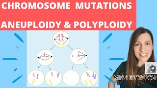 CHROMOSOME mutations  A level biology Nondisjunction in meiosis Aneuploidy amp polyploidy [upl. by Evad]