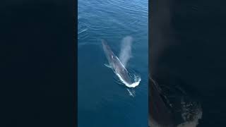 quotWhale Watching Adventure in San Diego  Witnessing Majestic Creatures in Their Habitatquot [upl. by Nnoj]